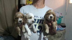 Se Venden Hermosos Cachorros Coker