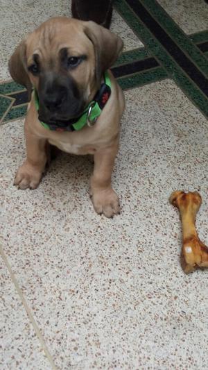 Vendo Cachorro D 2meses Y Comida