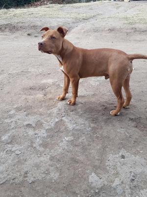 Vendo Hermosa Cachorro 4 Meses