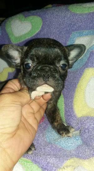 Vendo Hermosas Cachorras Bulldog Francés