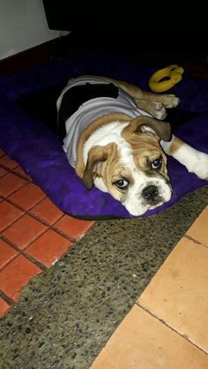 Vendo Hermoso Bebé Bulldog Ingles