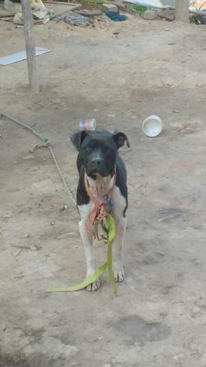 Vendo Linda Pitbull American