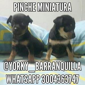 Yorky_barranquilla
