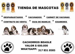 beagle cachorros en venta ! envios nacionales !