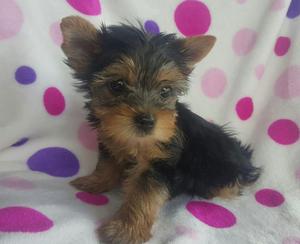 hermosa yorky mini para la venta