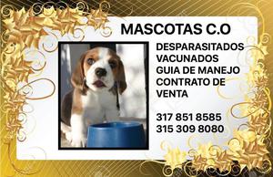 tienda mascotas ofrece cachorros beagle garantizados!