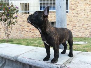 vendo bulldog frances