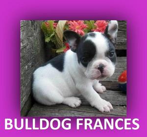 BULLDOG FRANCES ***VENTA***