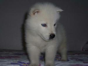 Bellos Ojos Azules