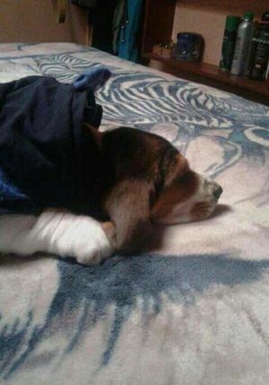 Busco Hembra Basset Hound para Crias