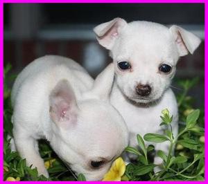 CHIHUAHUAS ***VENTA***