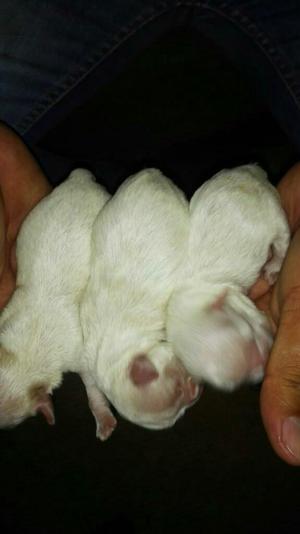 Cachorros Chitzu a La Venta