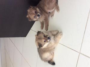 Cachorros pomerania