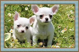 Chihuahuas crema y blanco VENTA''''