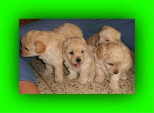 French Poodle en Venta