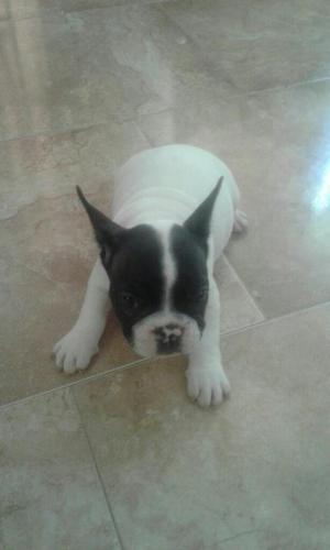 Hermosos Cachorros