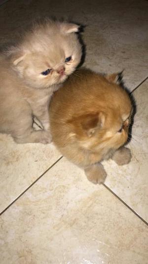 Hermosos Gatos Persas