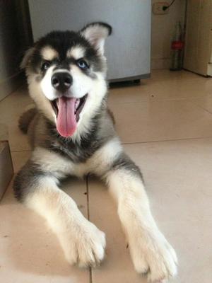 Husky