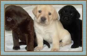 Labrador chocolates negros y dorados VENTA'''