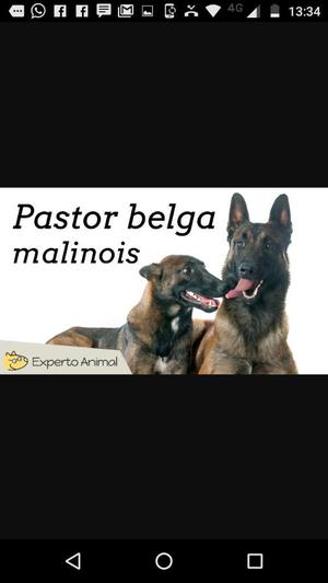 Lindas Pastores Belgas