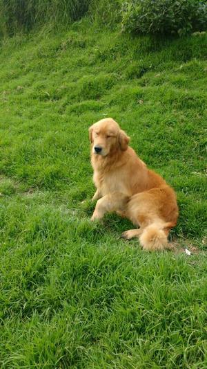 Lindos Golden Retriben Vacunados Wthasp