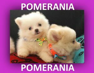 POMERANIA ***VENTA***