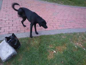 Perro Mezcla Labrador Y Criollo