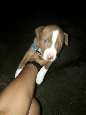 Perro Pitbull American