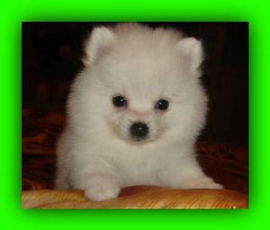 Pomerania en Venta