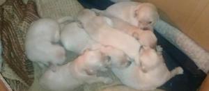 Vendo Cachorrita Golden Retrivert