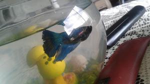 Vendo Peces Betta