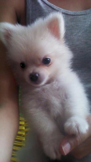 Vendo Pomerania Macho $ en Cucuta