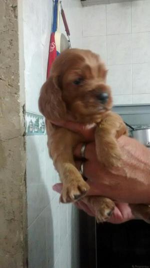 Venta de Perritas Coker