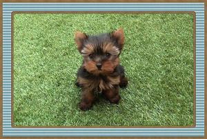 Yorkies hermosos VENTA''''