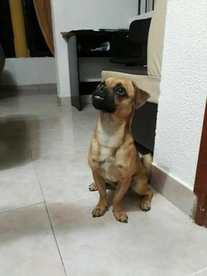 en Adopción