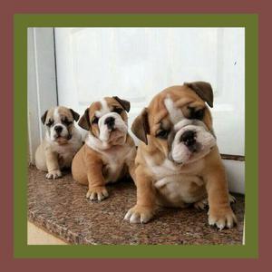 en Venta Bulldog Ingles**