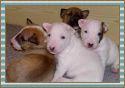 pet shop ofrece en venta*bullterrier*