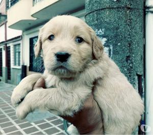 Vendo cachorros golden retiver