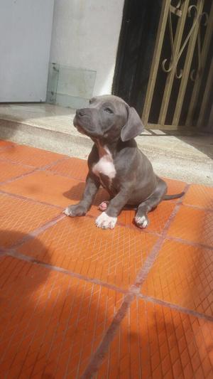 American Bully