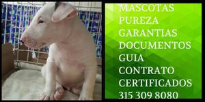 American Fornido Vivaz Bull terrier