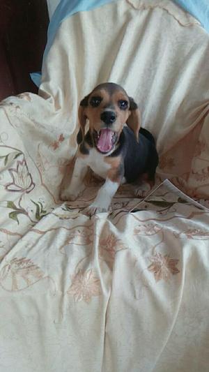 Disponible Cachorro Beagle Criadero Certificado