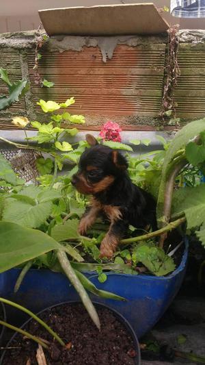 Hermosos machos yorky mini yorkshire terrier disponibles