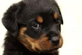 Rottweiler Cachorros en Venta