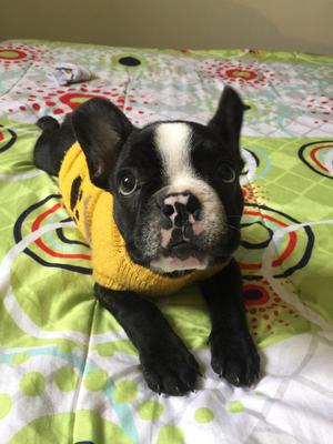Se Vende Hermoso Bulldog Frances