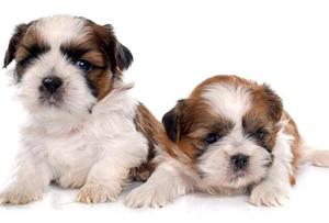 Shihtzu en Venta•••