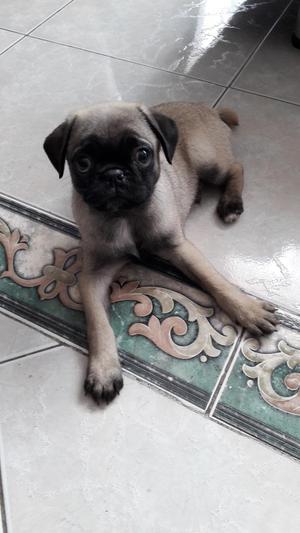 Vendo Perro Pug Macho