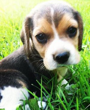 beagle y muchos mas en venta***