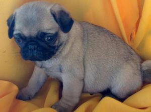 pug cachorritos**en venta