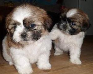 shihtzu finos en venta***