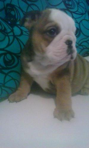 vendo linda bulldog ingles leer descripcion